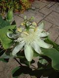 Passiflora subpeltata